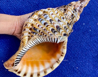 SELTENE Tritonie Trompete Muschel Symbol für Reichtum & Wohlstand Natürliche Muschel Große Muschel für Dekor (Charonia Tritonis) Wohnkultur
