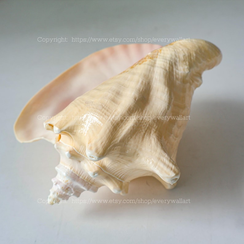 Polished Pink Queen Conch Shell Queen's Pearl - Treasure of the Ocean ...