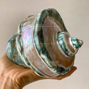 Mother Of Pearl Polished Beautiful Seashell Treasure of the Ocean Large Conch Shell Turbo Sea Shell Giant Green Conch Shell Marmoratus Shell image 10