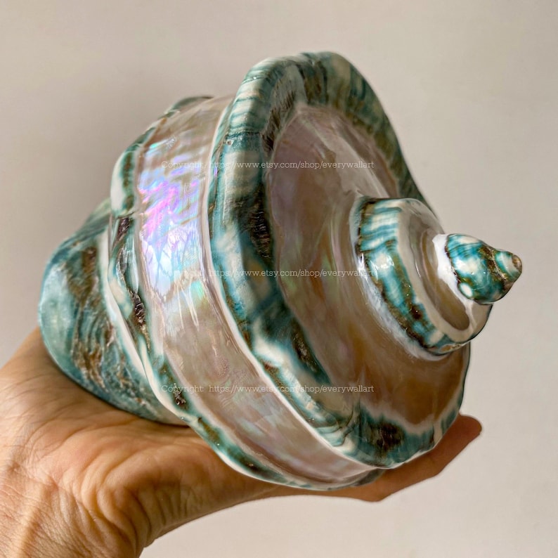 Mother Of Pearl Polished Beautiful Seashell Treasure of the Ocean Large Conch Shell Turbo Sea Shell Giant Green Conch Shell Marmoratus Shell image 10