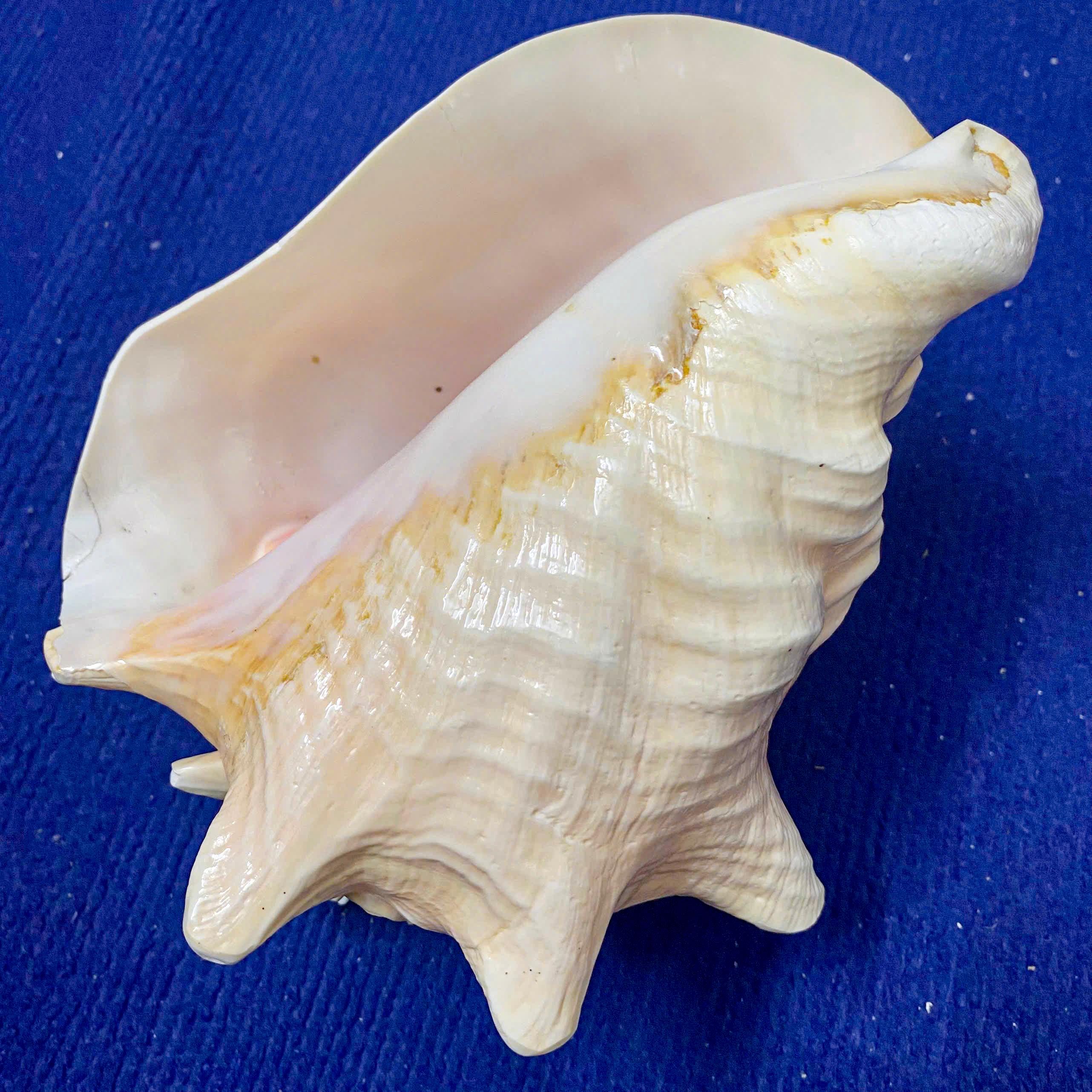 Polished Pink Queen Conch Shell Queen's Pearl - Treasure of the Ocean ...