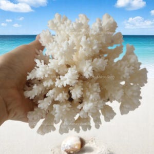 Peut inclure: Un grand spécimen de corail blanc avec une structure ramifiée complexe. Le corail est présenté sur un fond de plage de sable, d'océan et de ciel bleu. Un petit coquillage repose sur le sable en dessous. Thème côtier naturel.