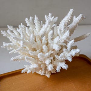 Puede incluir: Un espécimen de coral blanco con una estructura ramificada compleja. El coral es de color blanco brillante y tiene una superficie texturizada. Se exhibe en una bandeja de madera.