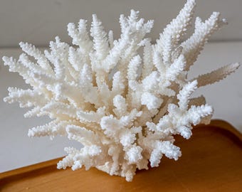 10.6'' Large Real White Coral, Decorate Fish Tanksnatural Coral