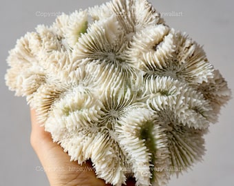May include: A natural, off-white coral specimen with a complex, textured surface. The coral has a rounded shape and features intricate patterns and ridges. The overall color is a mix of white and light brown, with hints of green in some areas.