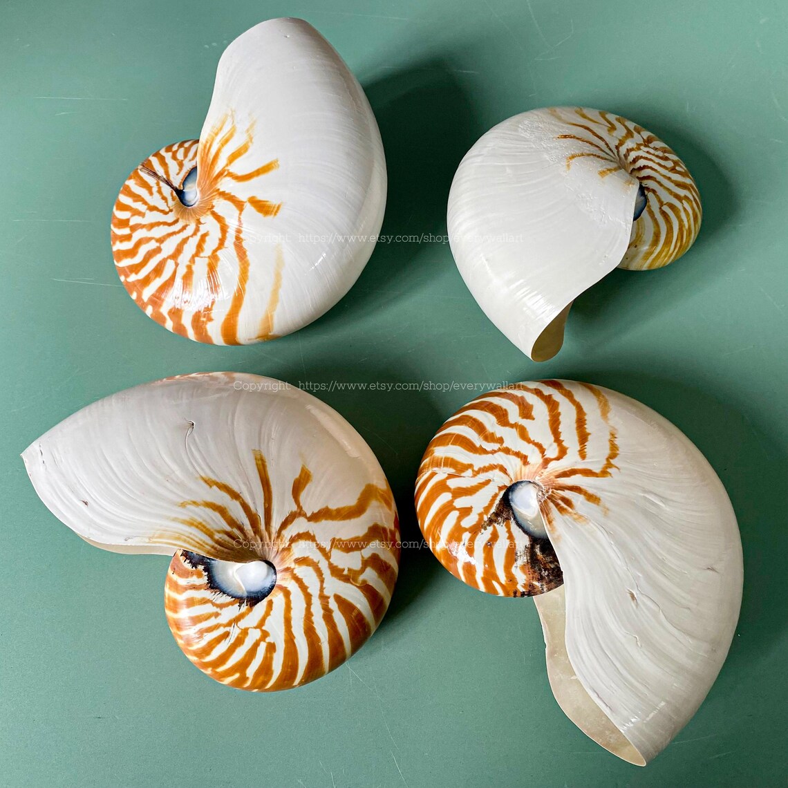 Original Chambered Nautilus Conch Shell - Treasure of the Ocean Ocean ...