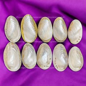 Silber Gold Carving Trim 12 Styles LARGE Dish Sammler Display für Candy Dish Schmuck Tablett Dekorative Riesenschale Schale Natürliche Seashell