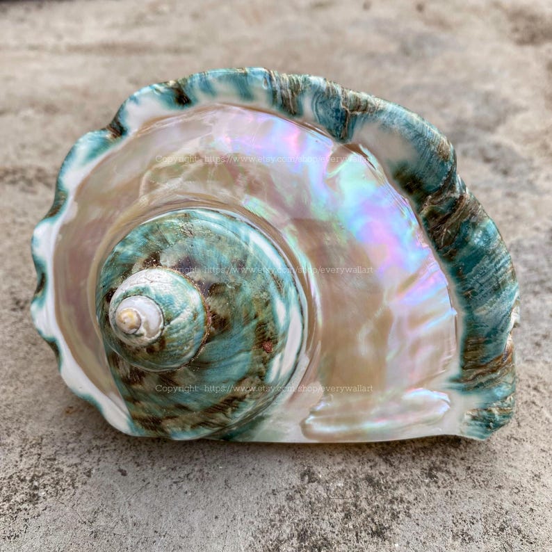 May include: A large, iridescent seashell with a green and brown exterior. The inside of the shell is a pearly white with a rainbow sheen.