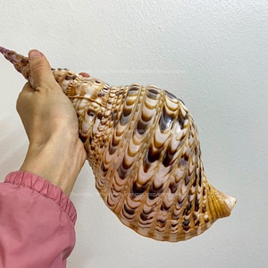 Triton-trompet schelp symbool van rijkdom en welvaart ZELDZAME natuurlijke schelp grote schelp voor decor (Charonia Tritonis) Woondecoratie