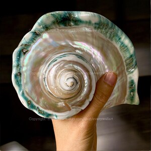May include: A large, iridescent seashell with a swirling pattern in shades of white, green, and pink. The shell has a smooth, glossy finish and is held in a hand.