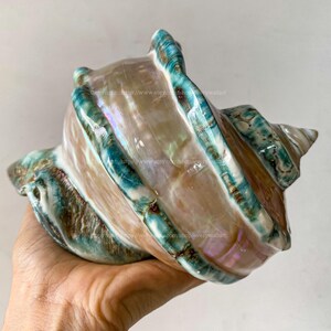 Polished Beautiful Seashell Treasure of the Ocean Large Conch Shell Turbo Sea Shell Giant Green Conch Shell Marmoratus Shell Mother Of Pearl image 9