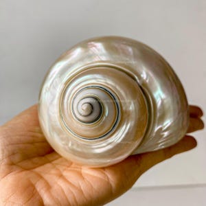 May include: A large, white seashell with a swirling, iridescent pattern. The shell has a smooth, glossy finish and a deep, spiral shape.