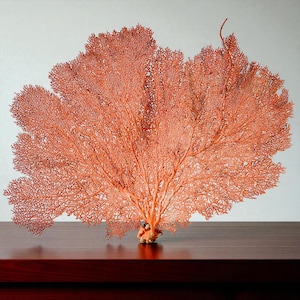 Peut inclure: Un éventail de corail, d'une teinte orange chaleureuse, est présenté sur une surface en bois sombre. La structure ramifiée et complexe du corail est visible, avec une base attachée à une petite roche texturée. L'arrière-plan est de couleur claire.