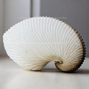 Conchiglia di Nautilus di carta - Tesoro dell'oceano Conchiglia di Nautilus di carta rara Conchiglia di mare Vortice dell'oceano Lumaca di mare Decorazione per la casa