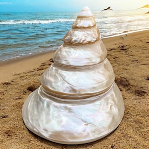 Puede incluir: Una gran concha blanca con un acabado nacarado. La concha tiene forma de cono y tiene varias capas. Está sentada en una playa de arena.
