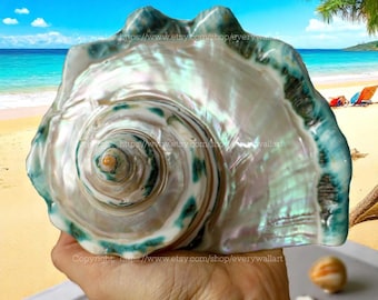 Polished Beautiful Seashell Treasure of the Ocean Large Conch Shell Turbo Sea Shell Giant Green Conch Shell Marmoratus Shell Mother Of Pearl