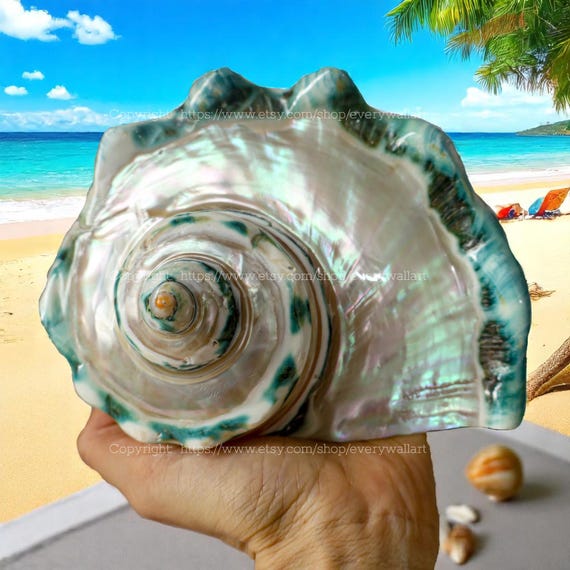 Polished Beautiful Seashell Treasure of the Ocean Large Conch Shell Turbo Sea Shell Giant Green Conch Shell Marmoratus Shell Mother Of Pearl