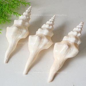 Könnte beinhalten: Drei große, cremefarbene Trompetenmuscheln mit spiralförmigen Spitzen und länglichen, sich verjüngenden Basen. Die Muscheln sind auf einer weißen Oberfläche angeordnet, wodurch ihre natürlichen Texturen und Formen hervorgehoben werden. Das Bild zeigt die komplizierten Details und subtilen Farbvariationen.