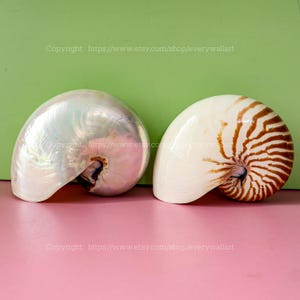 Chambered Nautilus Conch Shell Ocean Vortex - Treasure of the Ocean Large Tiger Chambered Real Giant Conch Shell Seashell Natural Sea Snail