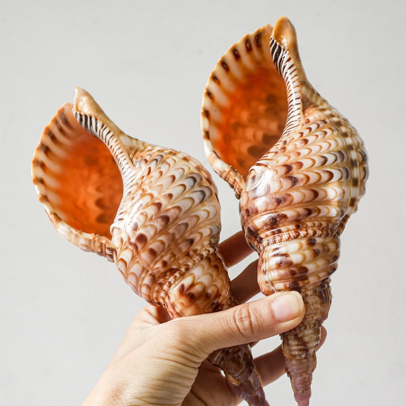 Shell Trumpet Shape Triton Trumpet Seashell Symbol of Wealth & Prosperity RARE Natural ...