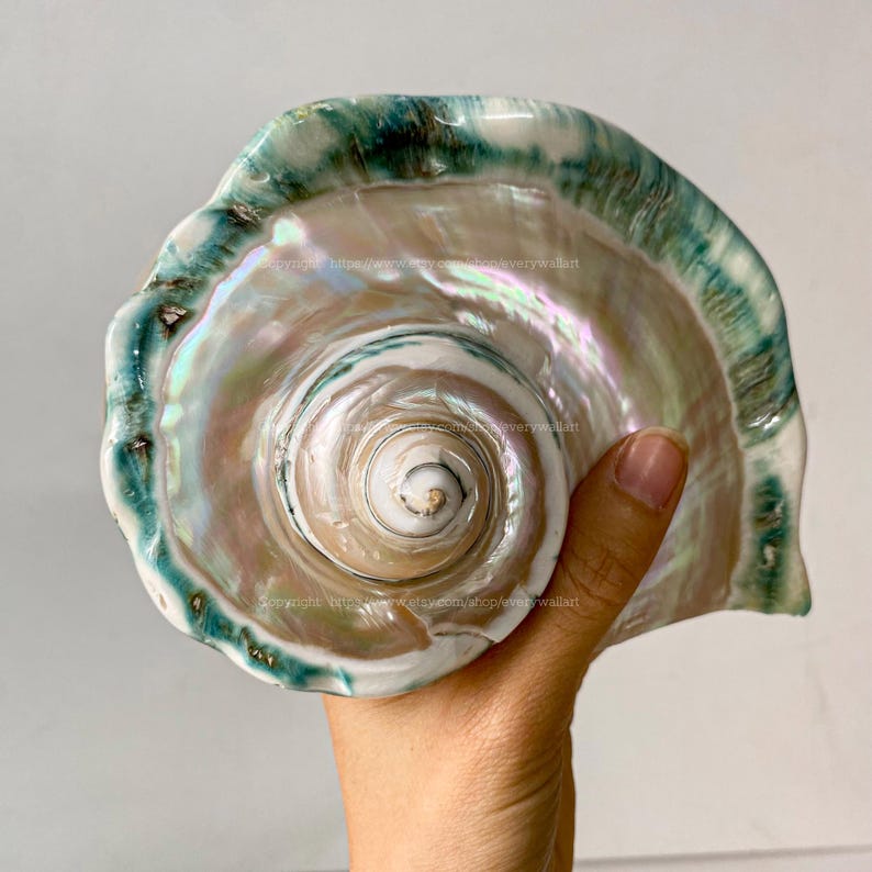 May include: A large, iridescent seashell with a swirling pattern in shades of white, pink, and green. The shell has a smooth, glossy finish and a delicate, scalloped edge.