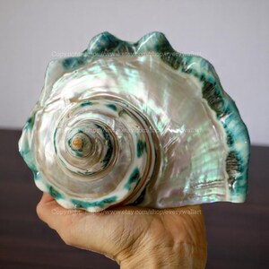 Mother Of Pearl Polished Beautiful Seashell Treasure of the Ocean Large Conch Shell Turbo Sea Shell Giant Green Conch Shell Marmoratus Shell image 2