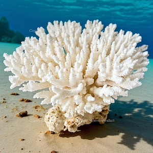 Könnte beinhalten: Eine weiße Korallenformation mit komplexen Verzweigungsstrukturen, die auf einem sandigen Meeresboden ruht. Die Textur der Koralle ist detailliert, mit einem natürlichen, organischen Aussehen. Der Hintergrund zeigt klares, blaues Wasser und schafft eine ruhige Unterwasserszene.
