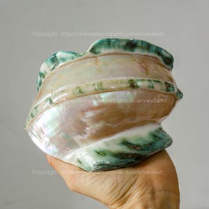 Mother Of Pearl Polished Beautiful Seashell Treasure of the Ocean Large Conch Shell Turbo Sea Shell Giant Green Conch Shell Marmoratus Shell image 8