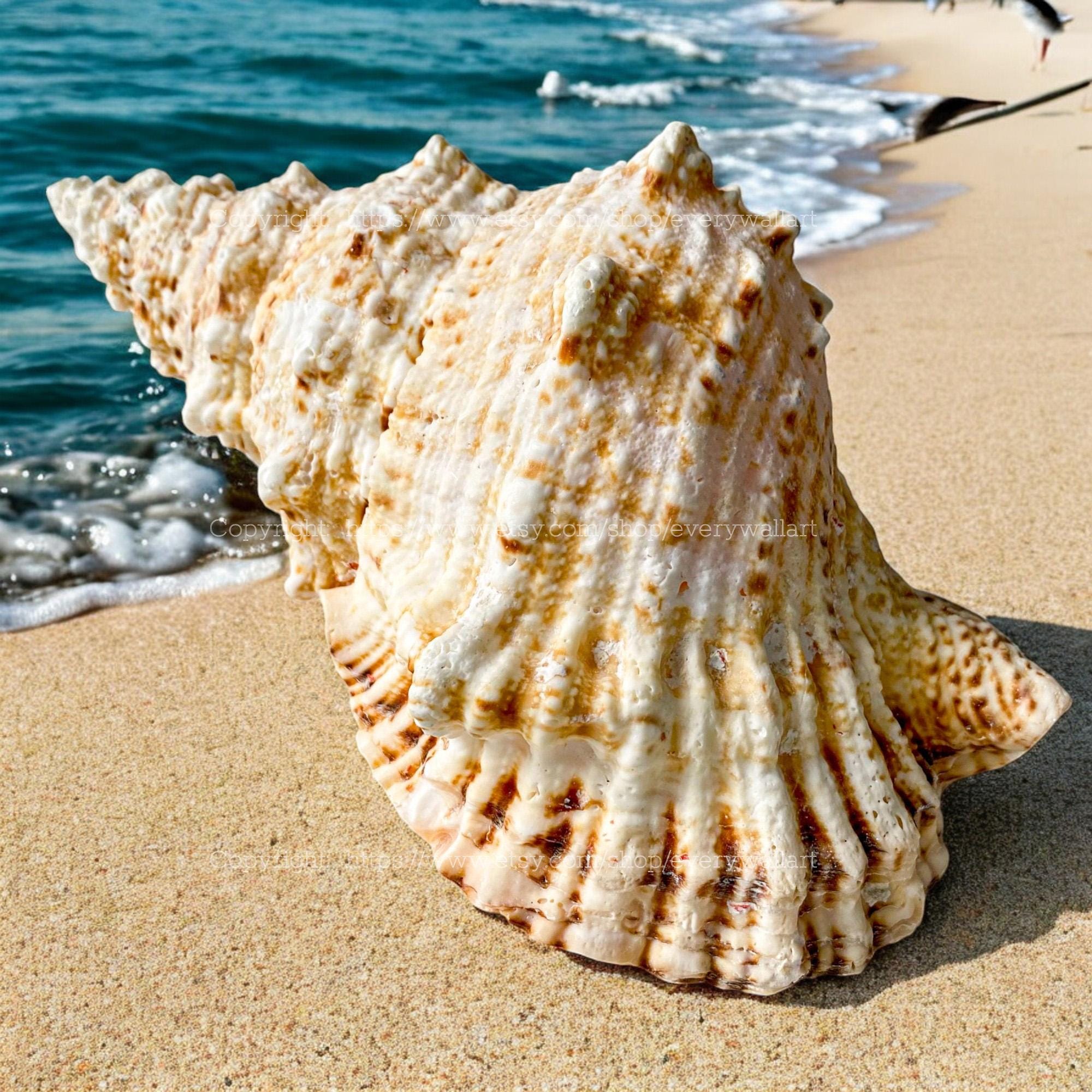 Frog Shell Bursa Bubo Seashell Treasure of the Ocean Large Conch Shell ...