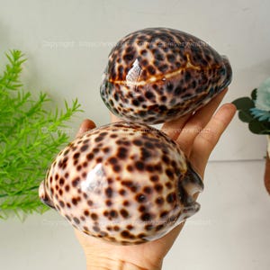 BIG Natural Cypraea Tigris for Decor Conch, Large Sea Snail Shell Collection Rare Conus Sea Shell Tiger Cowrie Shell Spiral Shell Display