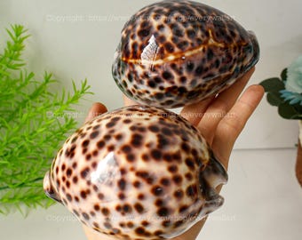 BIG Natural Cypraea Tigris for Decor Conch, Large Sea Snail Shell Collection Rare Conus Sea Shell Tiger Cowrie Shell Spiral Shell Display