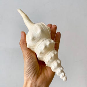 Könnte beinhalten: Eine große, weiße Muschel mit einer spitzen Spitze und einem Spiralmuster. Die Muschel wird in der Hand einer Person gehalten.