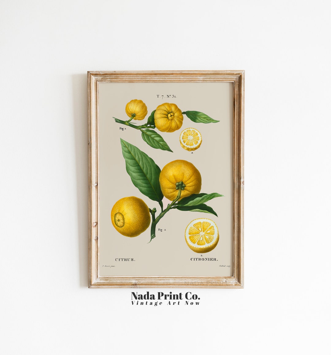 Lemon Botanical Print | Vintage Citrus Fruit Art Print | Warm Vintage ...