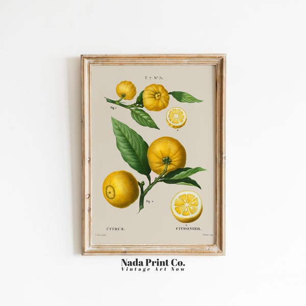 Citrus Print Etsy