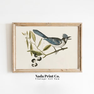 Blauhäher Vogel Druck | Antike botanische Natur Malerei | Warme Vintage Wandkunst | Druckbare Kunst | #0070