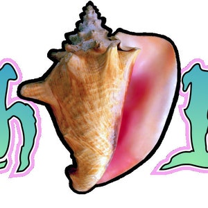 Decalque de concha tropical Conch Life, presente para fãs de Key West, presente para concha, presente para pai, presente para mãe, presente para marido, presente para esposa