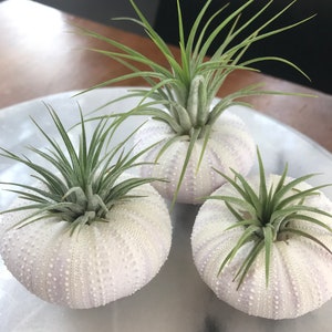 Purple shell, purple urchin, beach shell