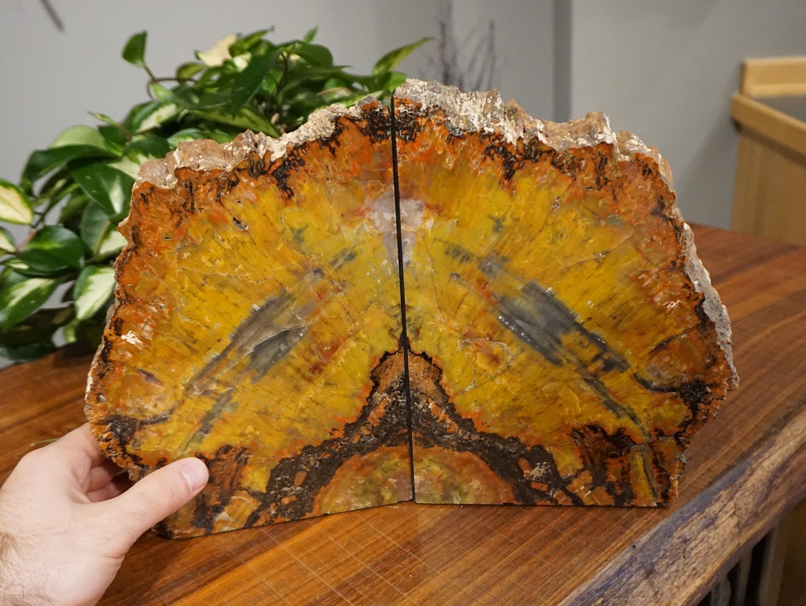arizona petrified wood bookends arizona petrified wood bookends