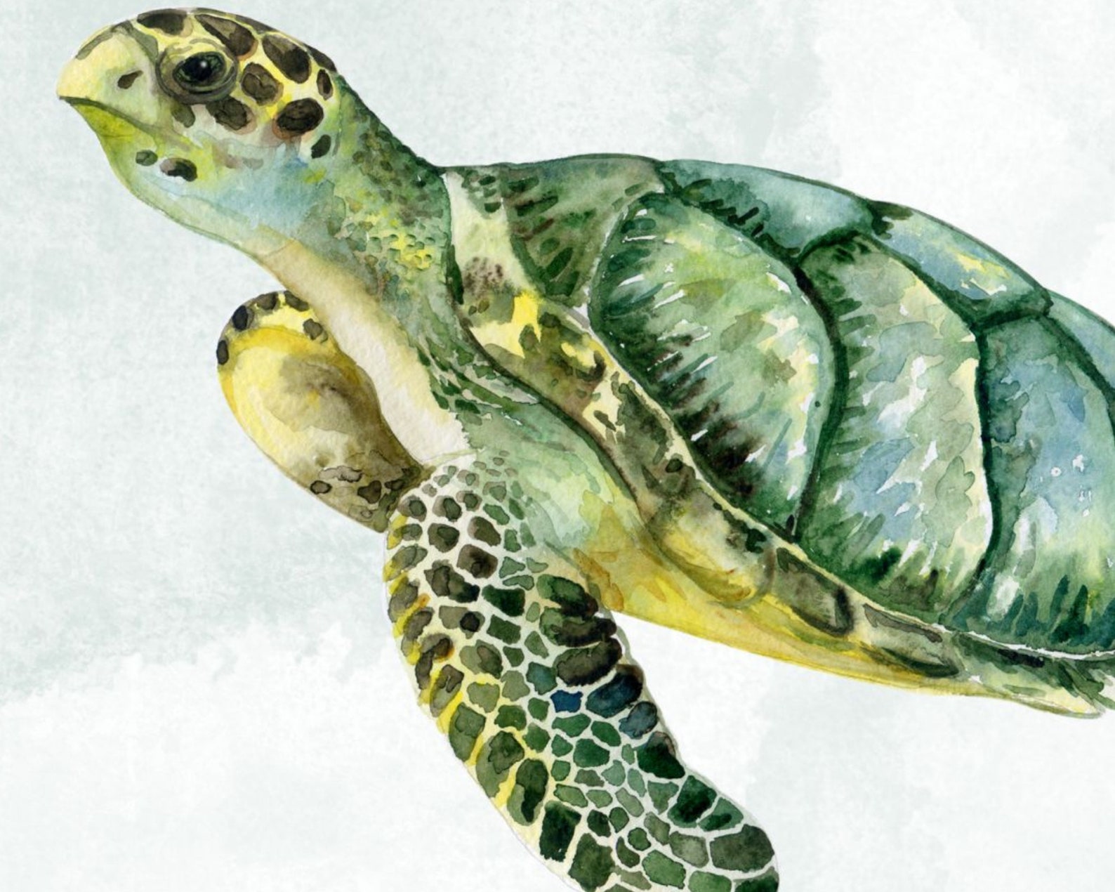 Green Sea Turtle Watercolour Printable Wall Art by Exhibitleah - Etsy