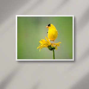 Yellow print bird by ExhibitLeah
