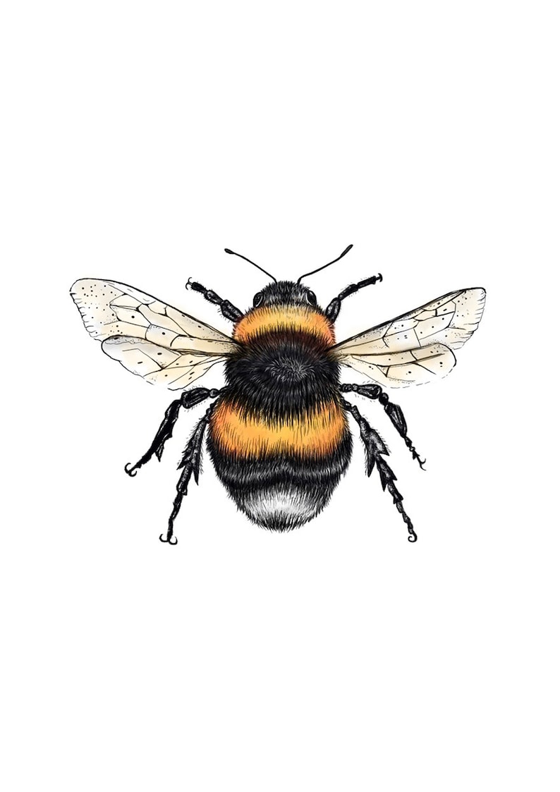 wildlife art gifts for her bee science illustration animal drawing Bumble Bee Print Artwork Painting animal print