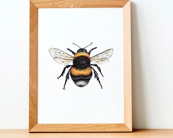 Bumble Bee Print - Painting - science illustration - wildlife art - bee - animal drawing - Artwork - gifts for her - animal print