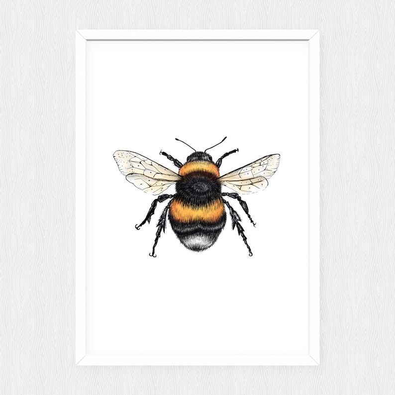 wildlife art gifts for her bee science illustration animal drawing Bumble Bee Print Artwork Painting animal print