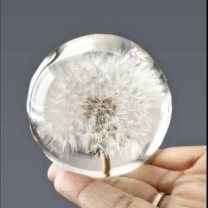May include: A white dandelion flower encased in a clear resin sphere. The flower is fully bloomed and the seeds are visible.