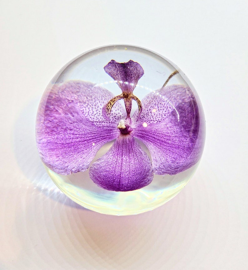 Peut inclure: Une sph&egrave;re de verre transparente contenant une orchid&eacute;e violette conserv&eacute;e. La fleur est en pleine floraison et pr&eacute;sente un motif d&eacute;licat et complexe.