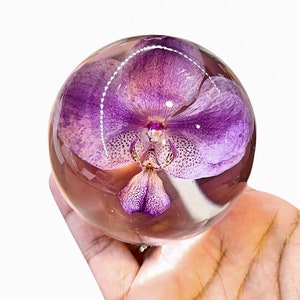 Peut inclure: Une sph&egrave;re de verre transparente contenant une orchid&eacute;e pourpre conserv&eacute;e. La fleur est en pleine floraison et pr&eacute;sente un motif d&eacute;licat et complexe.