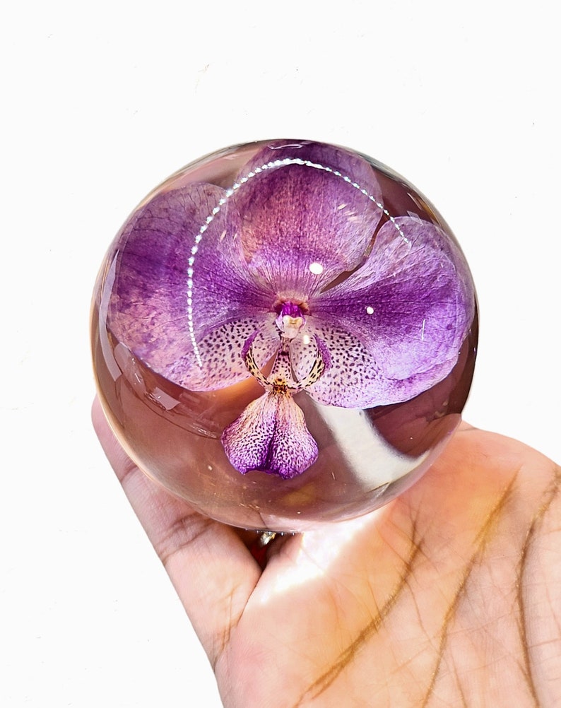 Peut inclure: Une sph&egrave;re de verre transparente contenant une orchid&eacute;e pourpre conserv&eacute;e. La fleur est en pleine floraison et pr&eacute;sente un motif d&eacute;licat et complexe.