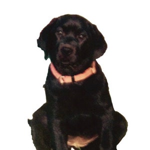 Leather Dog Collar, quality handcrafted leather collar, with Buckle and D-ring