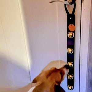 May include: A black dog door bell with gold-colored bells hanging from a black strap. A dog with brown and white fur is interacting with the bells. The door is white with a silver door handle.