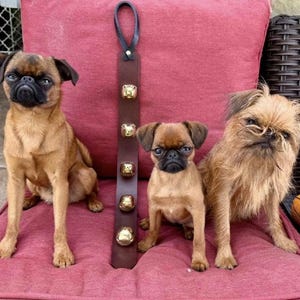 Peut inclure: Trois petits chiens de races variées sont assis sur un coussin rouge. Une lanière en cuir marron avec cinq cloches dorées est suspendue entre eux. Les chiens ont un pelage brun et noir.